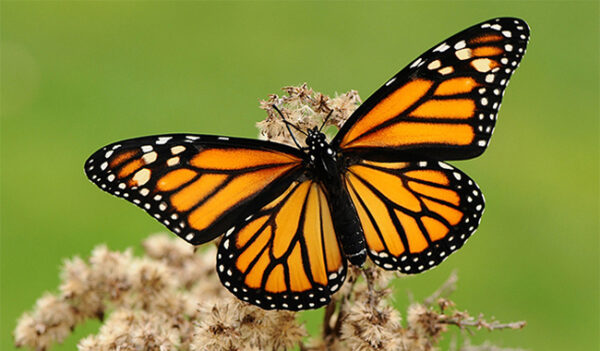 Semarnat apoya proyectos para conservación de la Mariposa Monarca