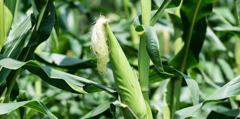 Abandonan productores la siembra de maíz