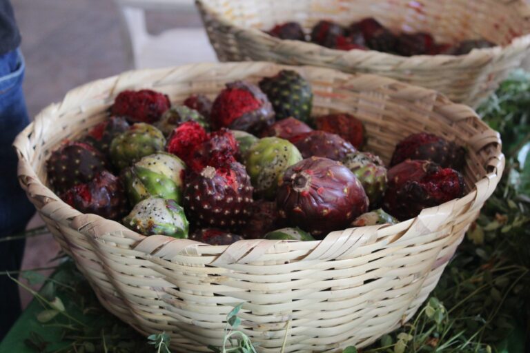 Arranca la feria de la Pitaya en Jalpa