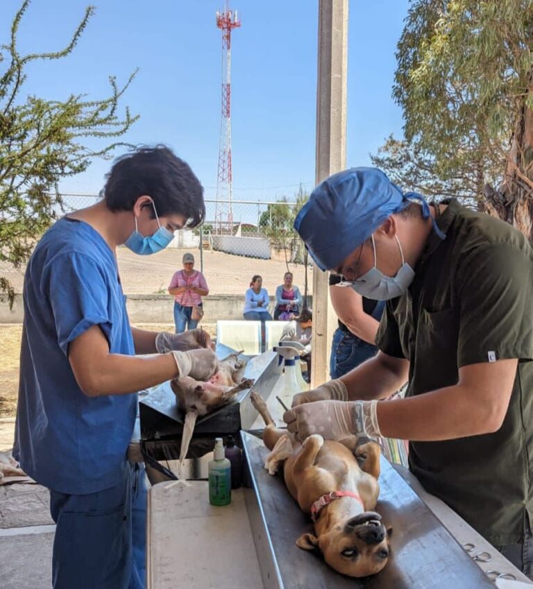Lleva SSZ Jornada de esterilización canina y felina a municipios