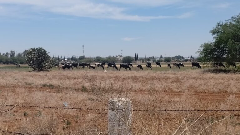 Padecen ganaderos aumento en el costo de alimento para animales