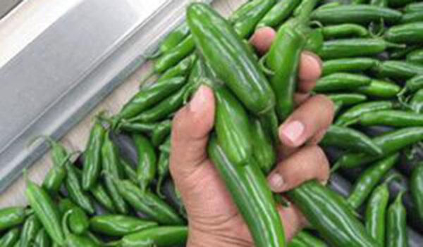 Lluvias afectan cultivos de chile y tomatillo
