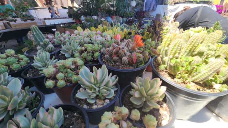 Promueve EXPOPLANT cuidado de naturaleza