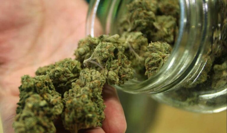 Reduciría cannabis consumo de opioides