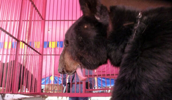 Rescatan animales de circo en Yucatán
