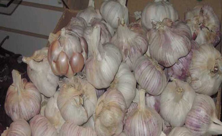 Se desploman los precios de ajo y cebolla