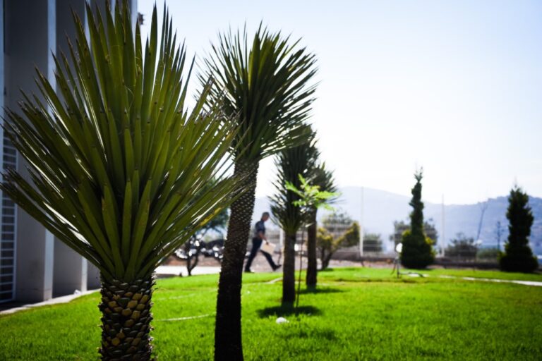 Lanza Sefin iniciativa de reforestación