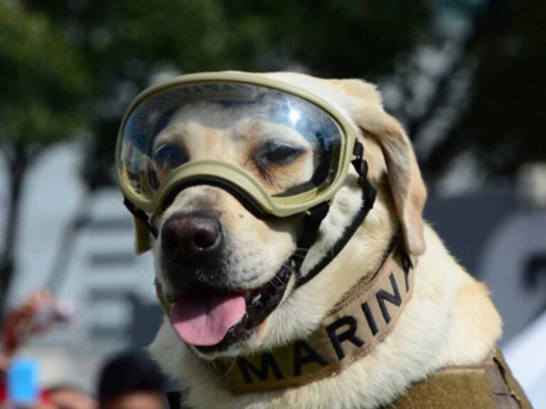 Mural de HVPE será de Frida, perrita rescatista