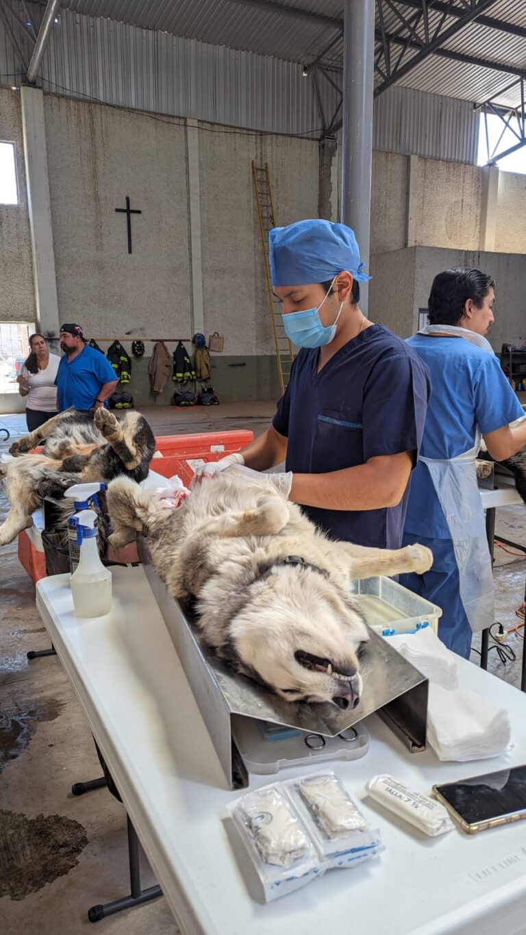 SSZ esteriliza mascotas en municipios