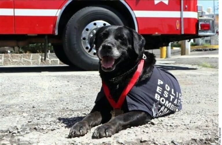 Despiden a ‘Dana’, perrita rescatista en Puebla