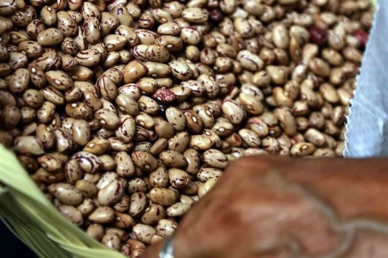 Garantiza Secampo 100% producción de frijol
