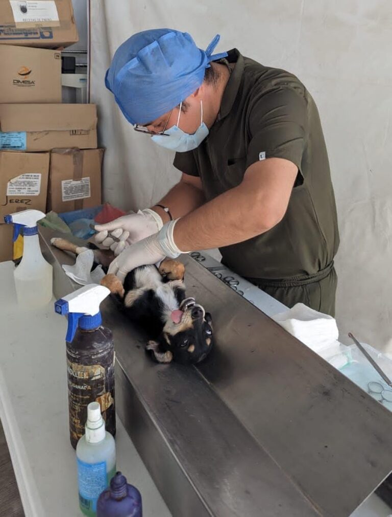 Esterilización de mascotas llega a cinco municipios