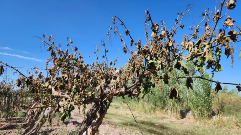 Migran agricultores tras perder cosechas