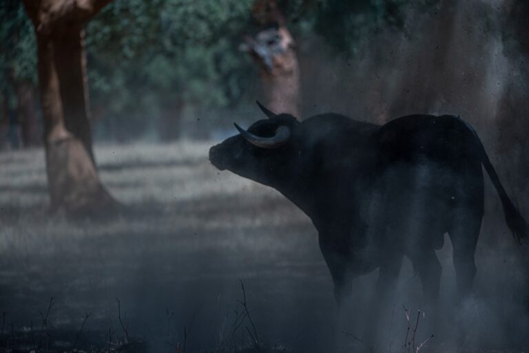 “Nos gusta el toro toro, con seriedad, trapío e integridad”: Isabel Lipperheide