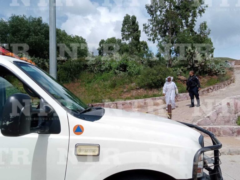 Enjambre de abejas ataca a joven en Ecoparque