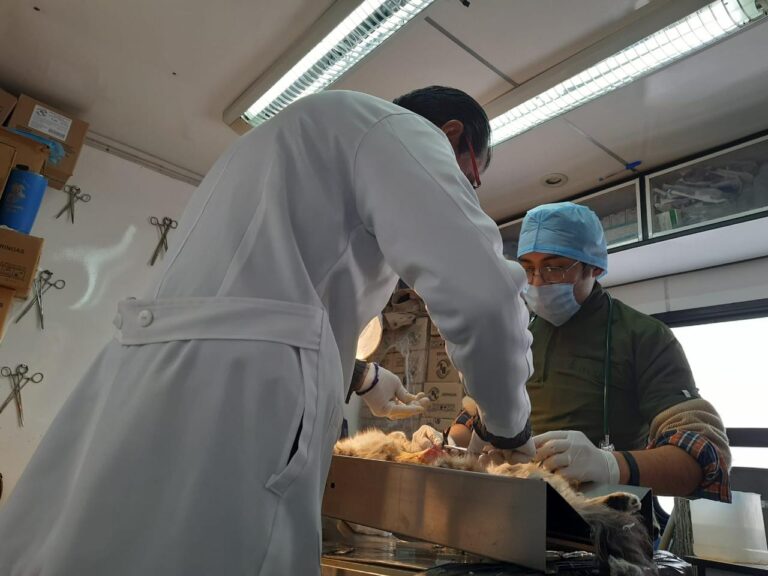 Llevarán jornada permanente de esterilización a cinco municipios