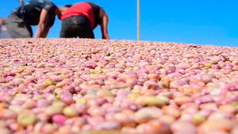 Planta beneficiadora de frijol, prioridad en Sombrerete