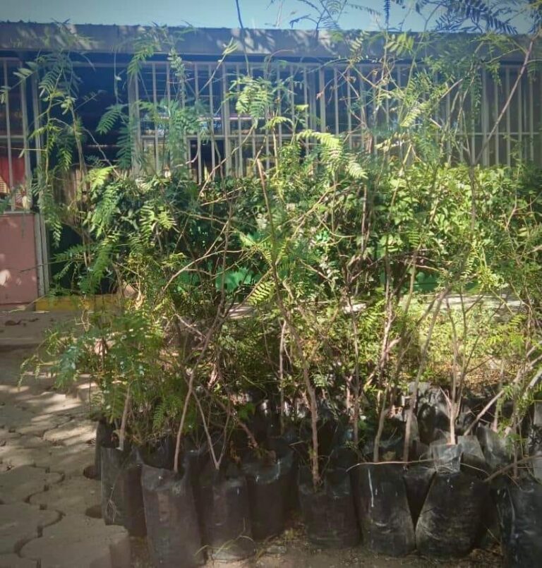 Cortarán árboles que sujetos usaban para invadir primaria en Río Grande