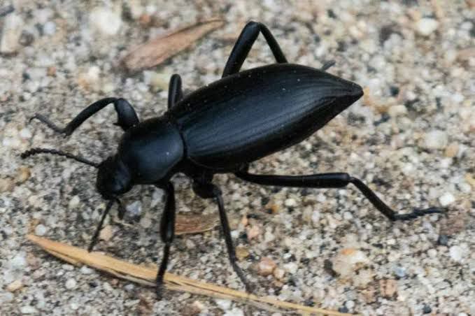 Los pinacates son benéficos para las tierras agrícolas: Especialista