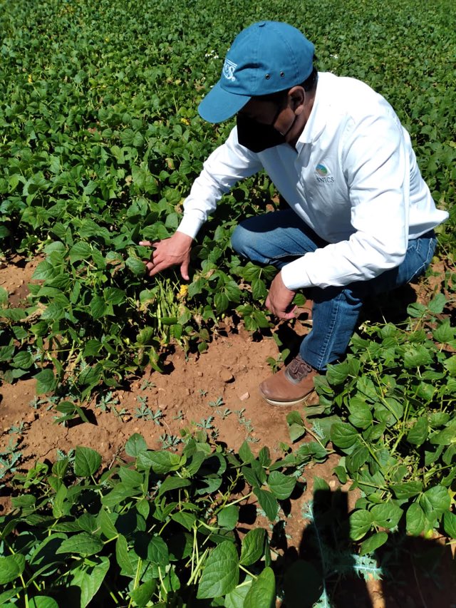Pierden 80% de producción de frijol