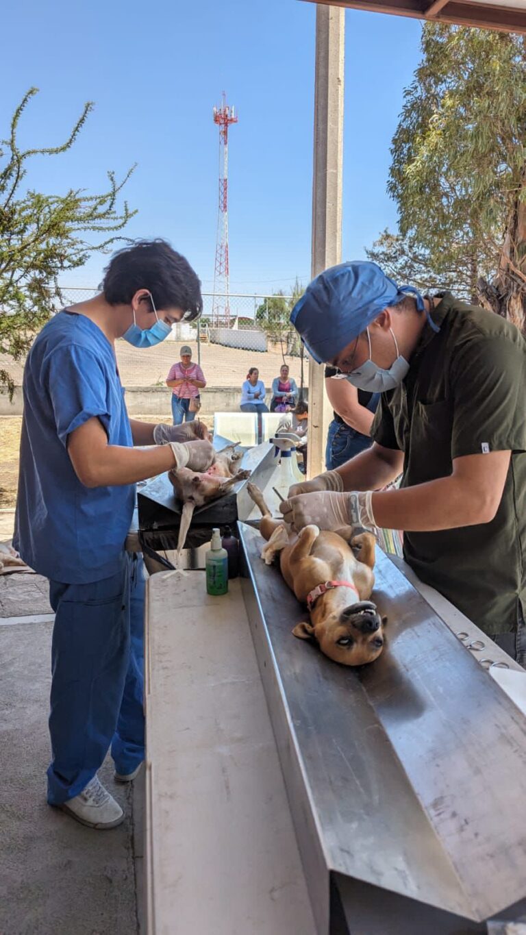 Llega esterilización canina y felina a Luis Moya, Fresnillo y Jerez