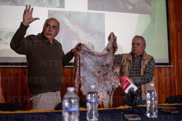 Atacan osos negros en semidesierto