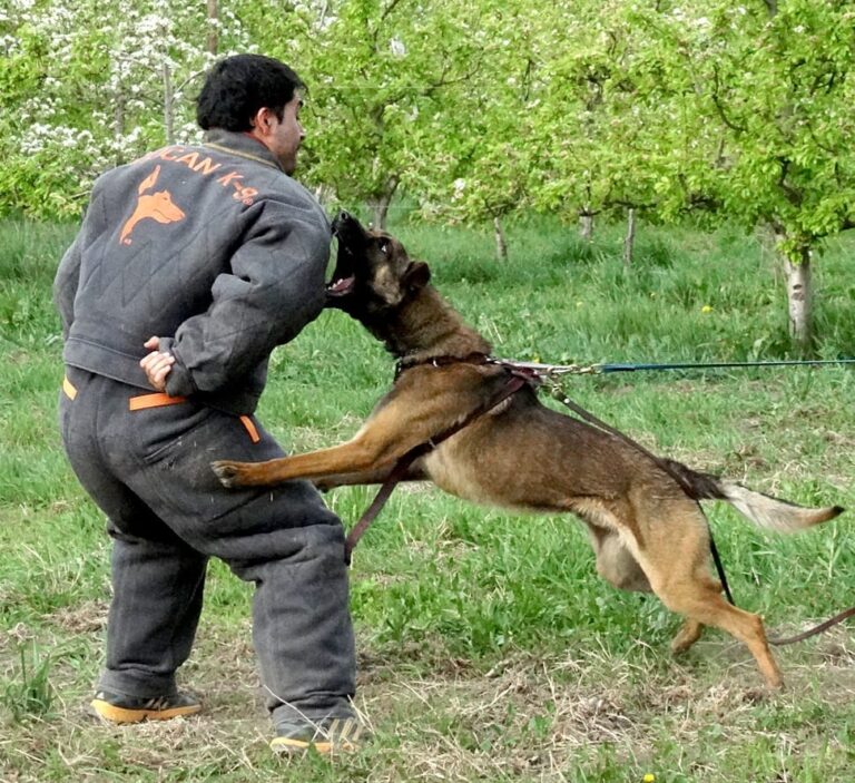 K9 Zacatecas, escuela para perros