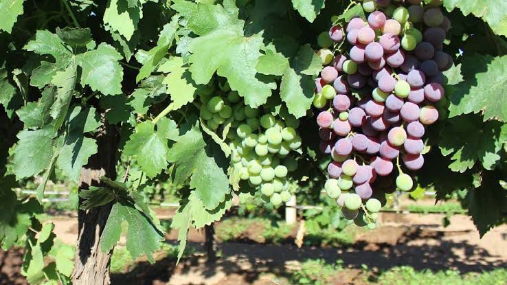 En severa crisis, productores de uva, tras helada