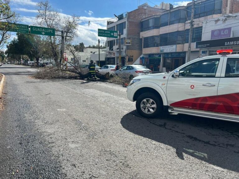 Cae árbol en la García Salinas por fuertes rachas de viento