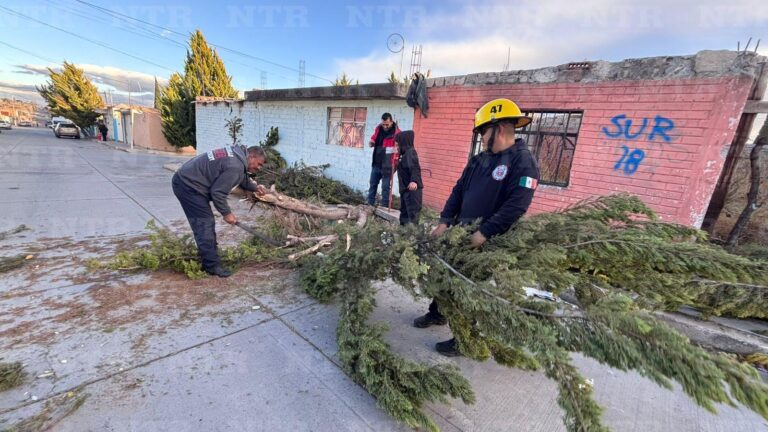 Se caen árboles y ramas en Fresnillo