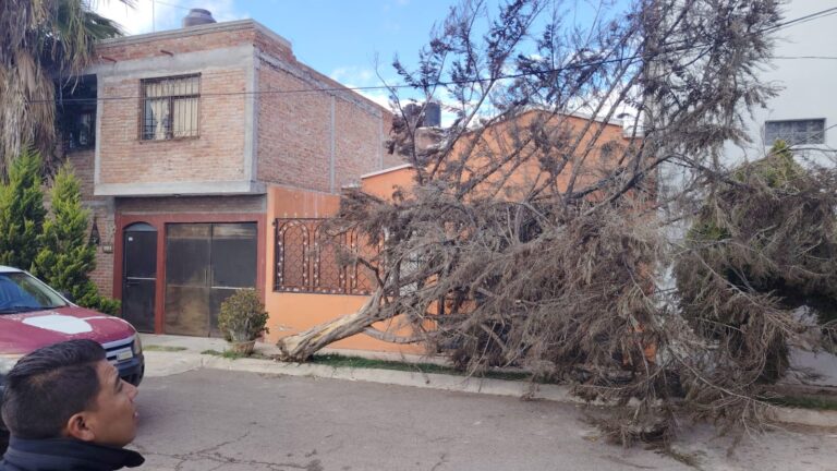 Fuertes vientos derriban árboles en la zona conurbada