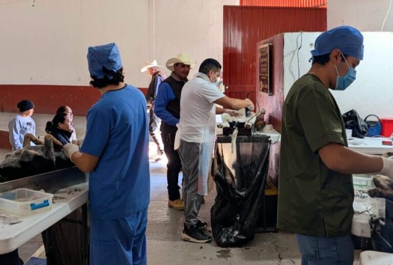 Arranca Brigada de Esterilización Canina y Felina