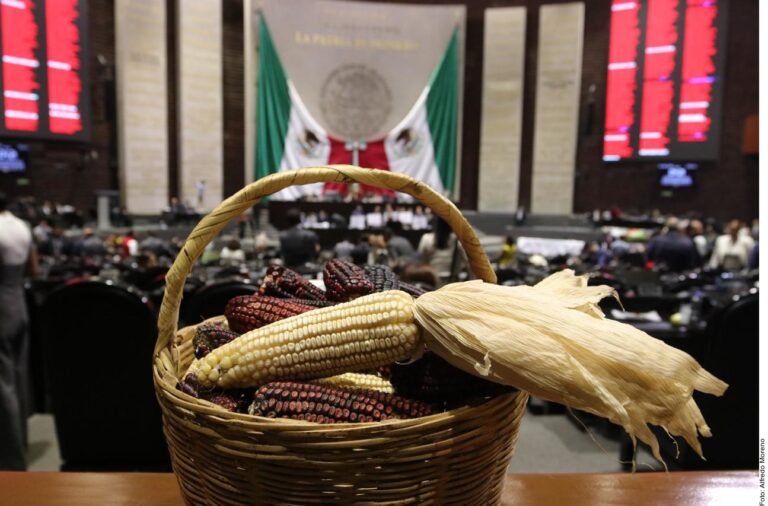 Avalan diputados prohibición al cultivo de maíz transgénico