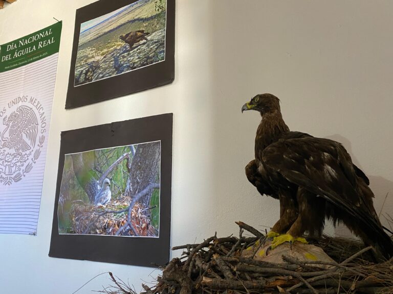 Exponen la cultura y biodiversidad de Monte Escobedo en museo