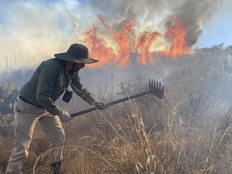 Ecocidio, incendio en Vetagrande