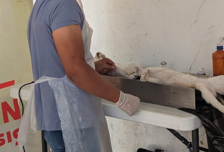 Lleva SSZ estrilizaciones caninas a municipios