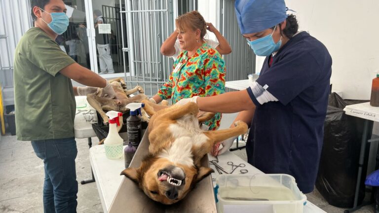 Realizan campaña de esterilización canina y felina