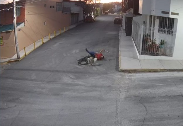 Registran 7 ataques de perros en la capital