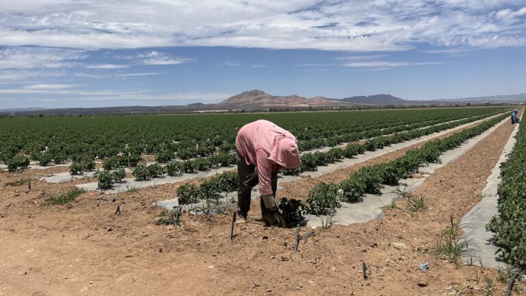 Fruticultores piden apoyo a la Sader