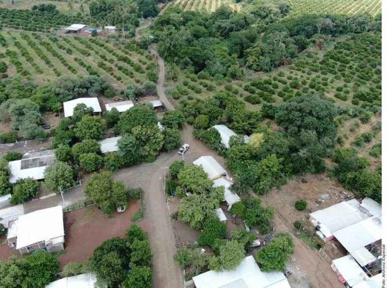 Pega narco en Apatzingán a producción de limones