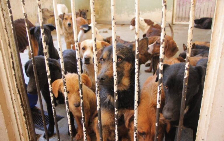 Al doble de su capacidad, centro canino y felino