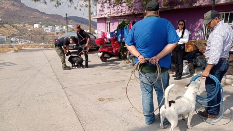 Caen 14 perros en operativo
