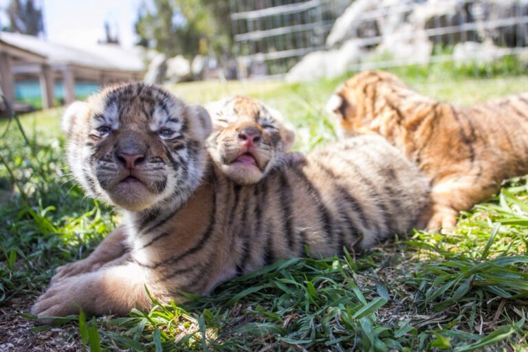 Buscan reproducir felinos en parque La Encantada