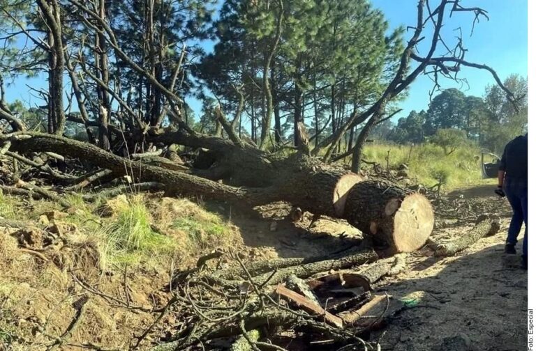 Prohiben tala en Villa García; emprenden programa de reforestación