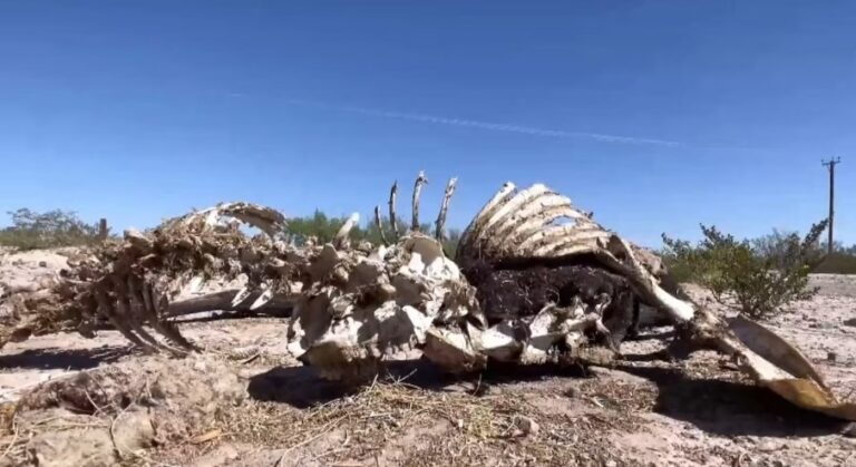 Ganado muerto y escasez de agua: El norte de México vive la ‘pesadilla