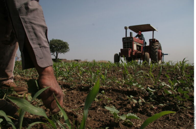 Proyectan cultivar en 988,300.34 hectáreas