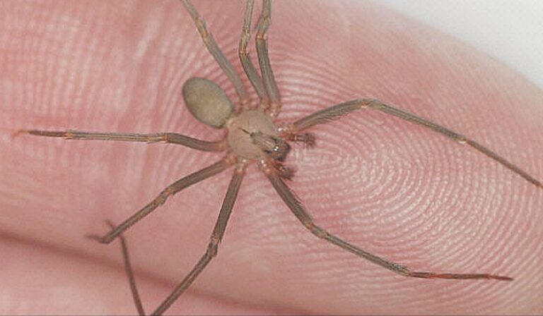 Advierten alza de picaduras de araña