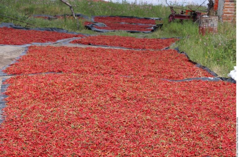 Crean ruta turística en torno al chile Yahualica