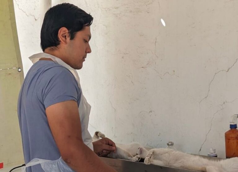 Ofrecerá SSZ cirugías gratuitas de esterilización