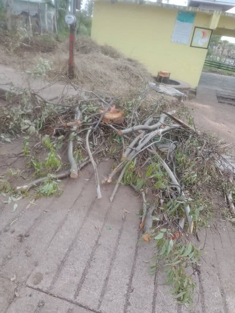 Denuncian tala de árboles en Téul de González Ortega